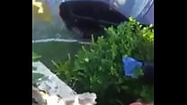 hd boss fuck his sweetheart in the public park best